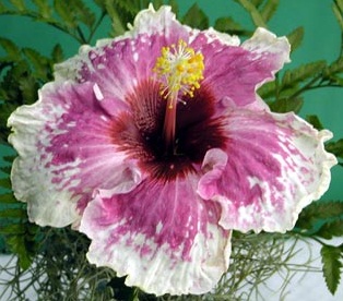  Hibiscus Magic Island 