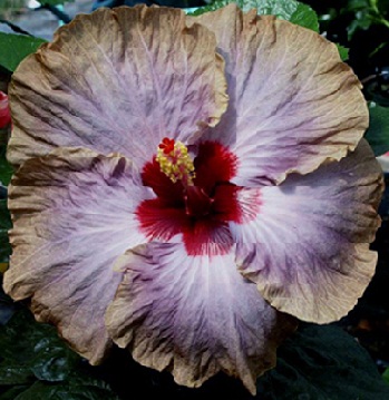  Hibiscus Moon Shadow 