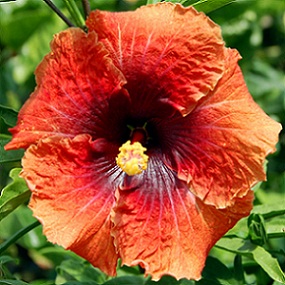  Hibiscus Molten Copper 