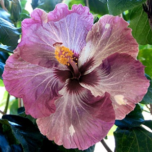  Hibiscus Wild Grape 