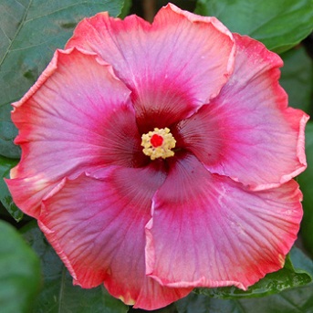  Hibiscus Hollywood Starlet 