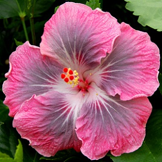  Hibiscus Magic Crystal 