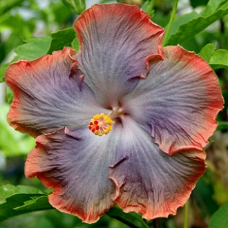  Hibiscus Summer Shore 