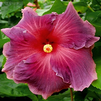  Hibiscus Midsummer Night 