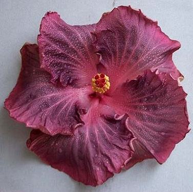  Hibiscus Berried Treasure 