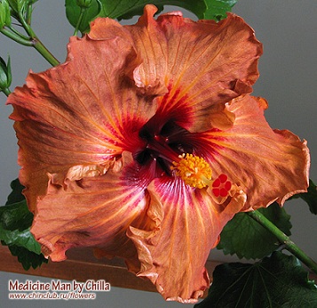  Hibiscus Medicine man 