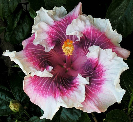  Hibiscus Almost Heaven 