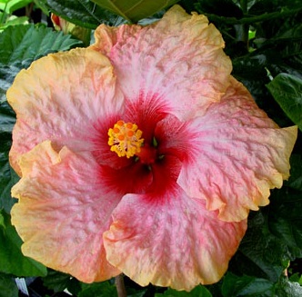  Hibiscus Back Issue 