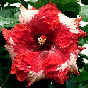  Hibiscus Christmas Frost 