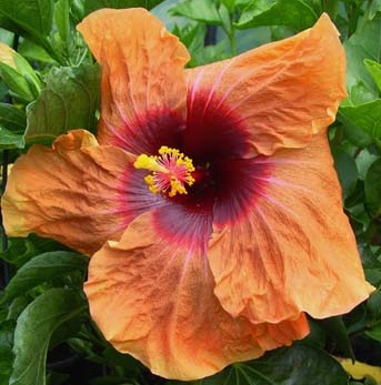  Hibiscus Herm Geller 