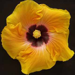  Hibiscus Improved Crimson Ray 