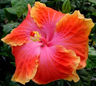  Hibiscus Southern Edition 
