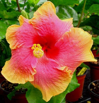  Hibiscus Tahitian Sunset Glory 