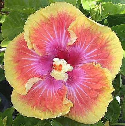  Hibiscus Tahitian Christmas 