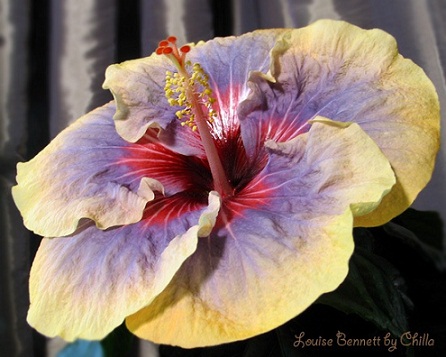  Hibiscus 2 