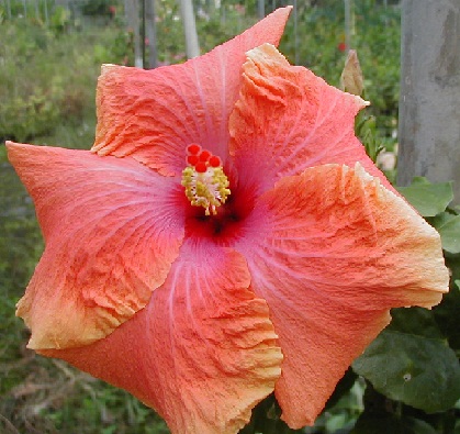  Hibiscus Exotic Lena 