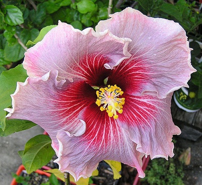  Hibiscus Me-Oh My-Oh 