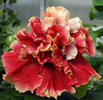  Hibiscus Standing Ovation 