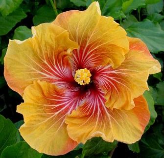  Hibiscus Oliver 