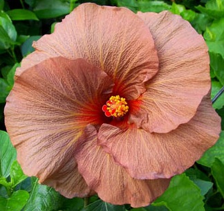  Hibiscus Tahitian Zodiac Scorpio 