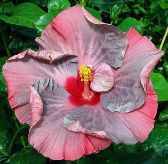  Hibiscus Tahitian Lavender Frolic 