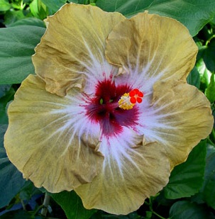  Hibiscus Misfire 