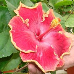 Hibiscus Curly Top 