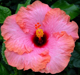  Hibiscus Jolanda Gommer 