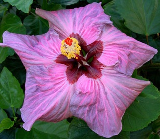  Hibiscus Sly Fox 