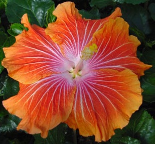  Hibiscus Tahitian Caramel Swirl 