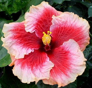  Hibiscus Tahitian Cherry Blossom 