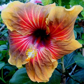  Hibiscus Tahitian Tiger 