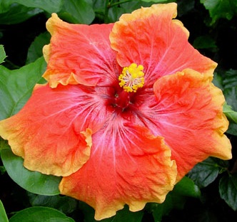  Hibiscus Tiger Paw 