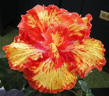  Hibiscus Tahitian Baby Bonfire 