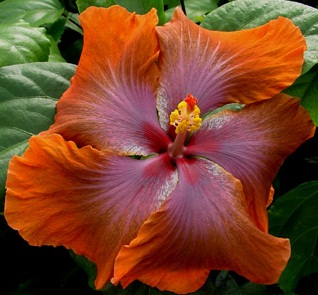  Hibiscus Tahitian Sophistication 