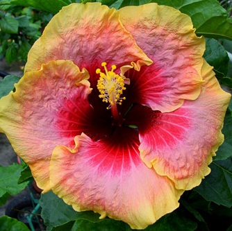  Hibiscus Tahitian Queen 
