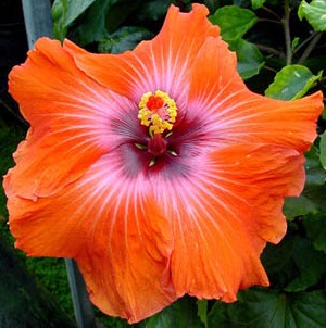  Hibiscus Mercedes 