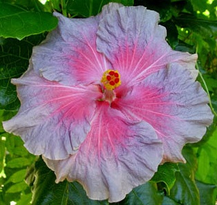  Hibiscus Tahitian Dreams 