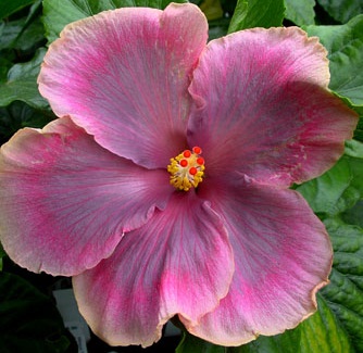  Hibiscus Tahitian Lavender Dawn 