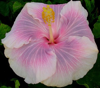  Hibiscus Tahitian Pink Princess 