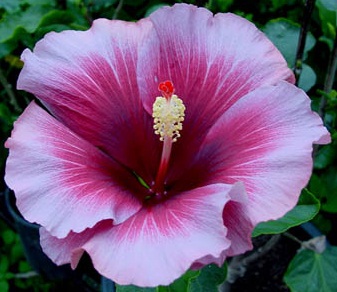  Hibiscus Tahitian Purple Queen 