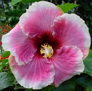  Hibiscus Fourth of July 