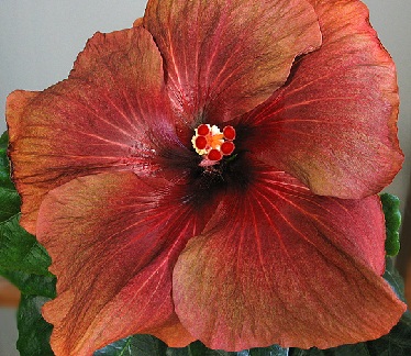  Hibiscus Tahitian Burning Sands 