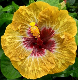  Hibiscus Tahitian Jungleland 