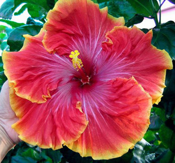  Hibiscus Tahitian Orange Garnet 