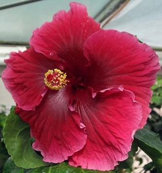  Hibiscus Heart Beat 