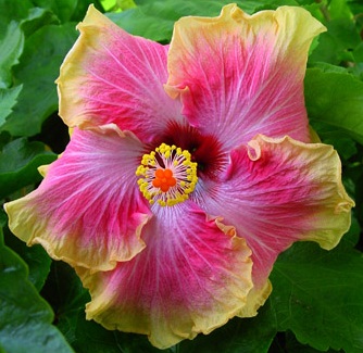  Hibiscus Kristy My Darling 