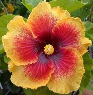  Hibiscus Tahitian Speckles 