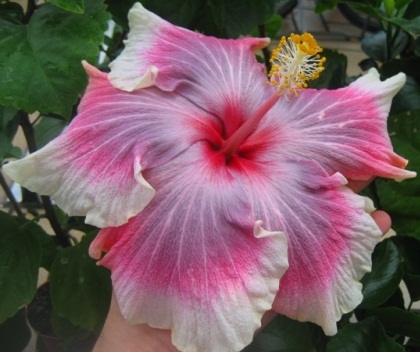  Hibiscus Tahitian Early Dawn 