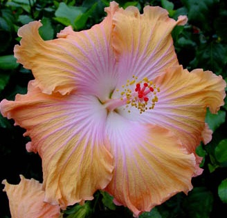  Hibiscus Tahitian Peach Parfait 